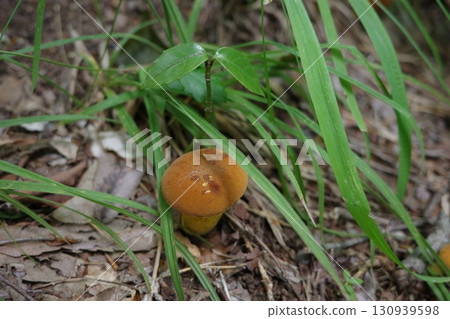 鮮橙色的日本雉雞是一種可吃的鳥類，在森林中格外顯眼。 130939598
