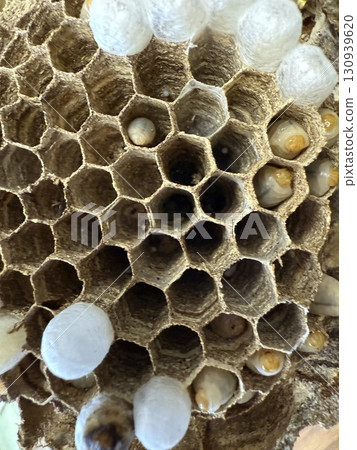 Wasp of the hornet Wasp of the hornet 130939620