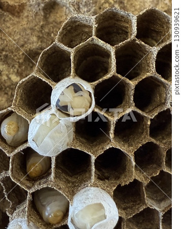 Wasp of the hornet Wasp of the hornet 130939621