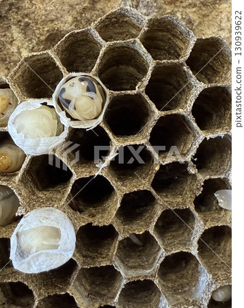 Wasp of the hornet 130939622