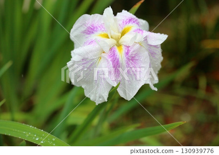 Hanabishi花 Hanabishi花 130939776