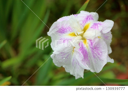 Hanabishi花 130939777