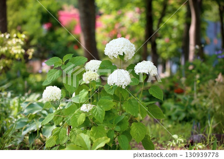 清新的安娜貝爾花 清新的安娜貝爾花 130939778