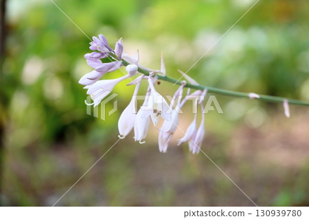 Cute hosta flowers Cute hosta flowers 130939780
