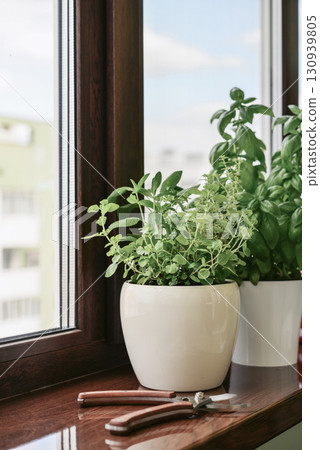 Garden on windowsill concept Garden on windowsill concept 130939805