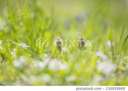 春天田野裡盛開的紅腹花 130939989