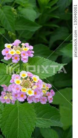 一簇美麗的馬纓丹花 一簇美麗的馬纓丹花 130940001