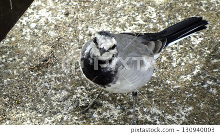 白鶺鴒抬頭看著我 白鶺鴒抬頭看著我 130940003