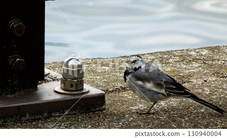 一隻白鶺鴒在隅田川沿岸休息 130940004