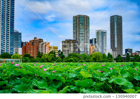 蓮花（上野公園不忍池） 130940007