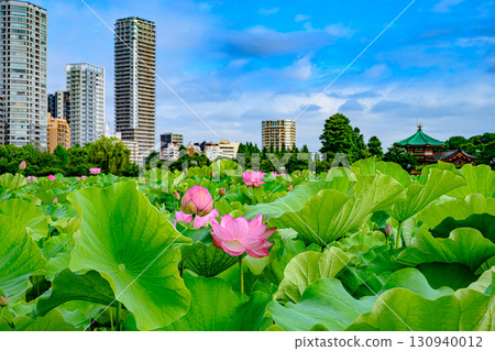 蓮花（上野公園不忍池） 130940012
