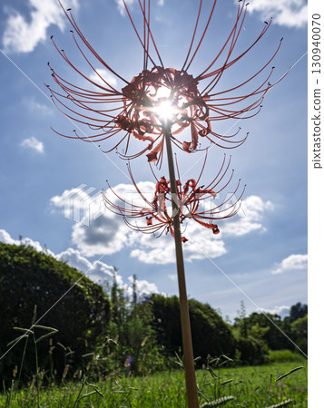 陽光下閃耀的石蒜花 130940070