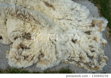 Freshly shorn wool 130940256