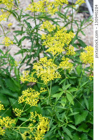 大美娜甚金色蕾絲 130940284