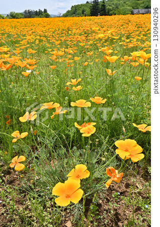 Chichibu Walk: Nagatoro Flower Village - California Poppy Garden Chichibu Walk: Nagatoro Flower Village - California Poppy Garden 130940296