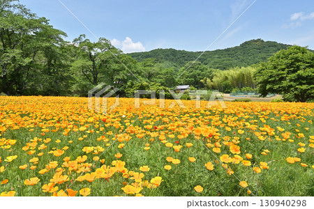 Chichibu Walk: Nagatoro Flower Village - California Poppy Garden Chichibu Walk: Nagatoro Flower Village - California Poppy Garden 130940298
