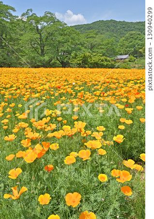 Chichibu Walk: Nagatoro Flower Village - California Poppy Garden Chichibu Walk: Nagatoro Flower Village - California Poppy Garden 130940299
