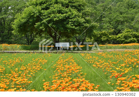 Chichibu Walk: Nagatoro Flower Village - California Poppy Garden Chichibu Walk: Nagatoro Flower Village - California Poppy Garden 130940302