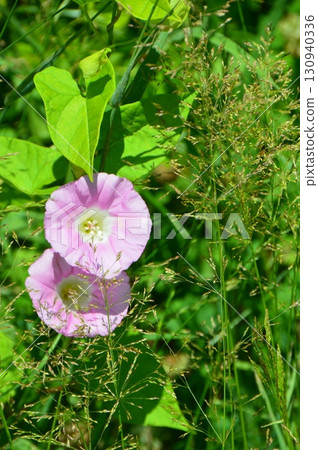 Bindweed (near Sarubo Observatory, Kushiro Wetlands, Toro, Shibecha Town, Kawakami District, Hokkaido) 130940336