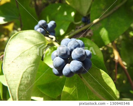 The fruit of the climbing plant "Aotsuzurafuji" that grows in summer 130940346