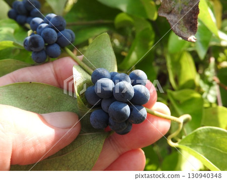 The fruit of the climbing plant "Aotsuzurafuji" that grows in summer 130940348