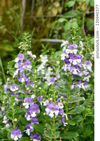 安傑洛尼亞 130940377