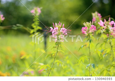 Refreshing Cleome flowers Refreshing Cleome flowers 130940393