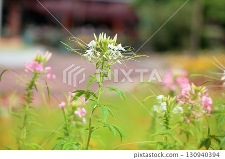 Refreshing Cleome flowers Refreshing Cleome flowers 130940394