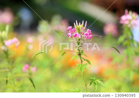 Refreshing Cleome flowers Refreshing Cleome flowers 130940395