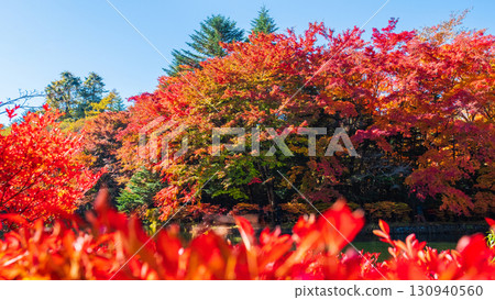 Karuizawa, Kumoba Pond (Autumn) 130940560