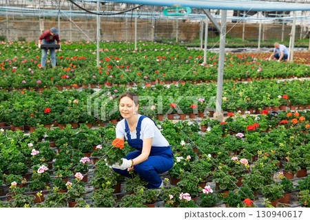 Middle aged woman worker sitting down holding a pot of geranium in greenhouse 130940617