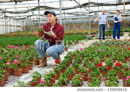 Young woman worker sitting down and looking to the pot of geranium flower in greenhouse 130940618
