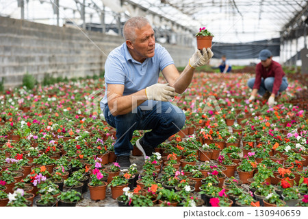 Old man florist sitting down and looking to the pot of waller's balsamine in greenhouse Old man florist sitting down and looking to the pot of waller's balsamine in greenhouse 130940659