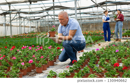 Old man grower sitting down and looking to the pot of geranium flower in greenhouse Old man grower sitting down and looking to the pot of geranium flower in greenhouse 130940662