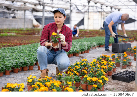 female staff of wholesale warehouse of plants inspects marigolds before sending order abroad female staff of wholesale warehouse of plants inspects marigolds before sending order abroad 130940667