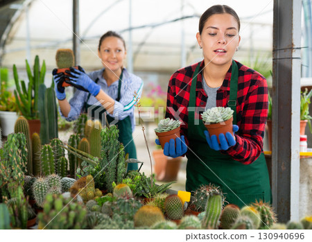 Young experienced female worker gardening in glasshouse, checking succulent in pot 130940696