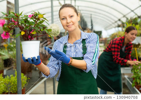 Woman gardener is standing with flowers Guinea Impatiens Woman gardener is standing with flowers Guinea Impatiens 130940708