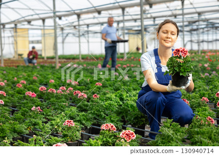 female employee in overalls of large greenhouse checks young large - flowered geranium shoots. female employee in overalls of large greenhouse checks young large - flowered geranium shoots. 130940714