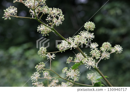 Udo的白花 130940717