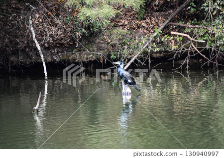 A cormorant resting its wings on a pond A cormorant resting its wings on a pond 130940997