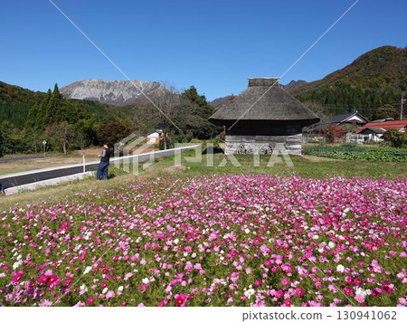 Scenery with cosmos 130941062