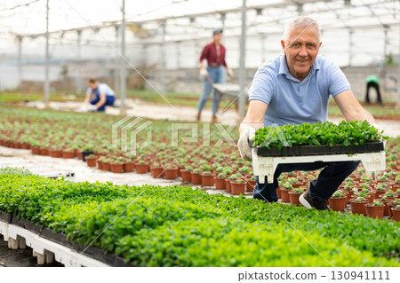 male gardener arranges pallets with mint seedlings in greenhouse 130941111