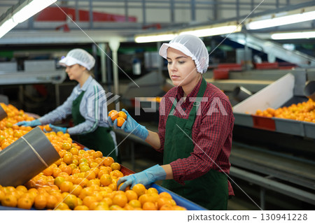Two young women sorts tangerines on a conveyor line. Fruit quality check. Two young women sorts tangerines on a conveyor line. Fruit quality check. 130941228