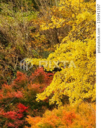 Bright autumn leaves 130941397