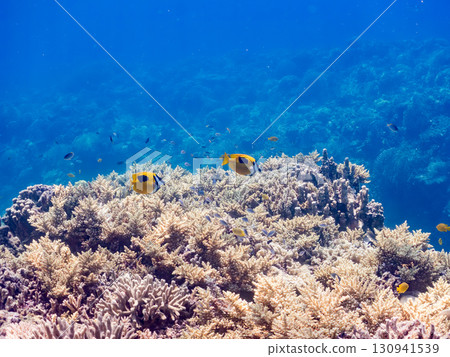 A beautiful pair of spinefish on a magnificent coral reef. Huge coral reef and schools of tropical fish. Kerama Islands, Shimajiri District, Okinawa Prefecture A beautiful pair of spinefish on a magnificent coral reef. Huge coral reef and schools of tropical fish. Kerama Islands, Shimajiri District, Okinawa Prefecture 130941539