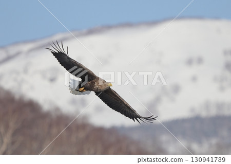 白尾鷹鷹 130941789