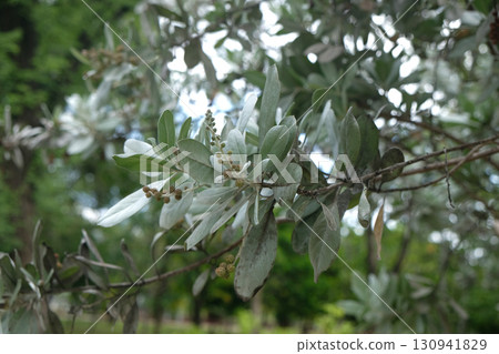 Conocarpus erectus plant 130941829