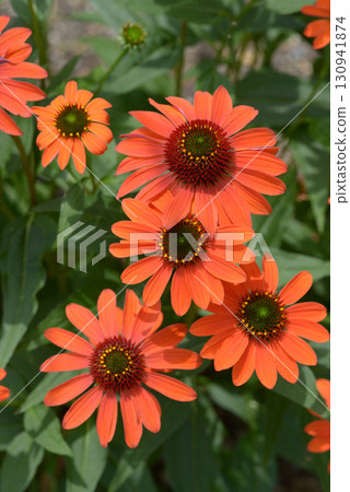 Barengik Barengik 130941874