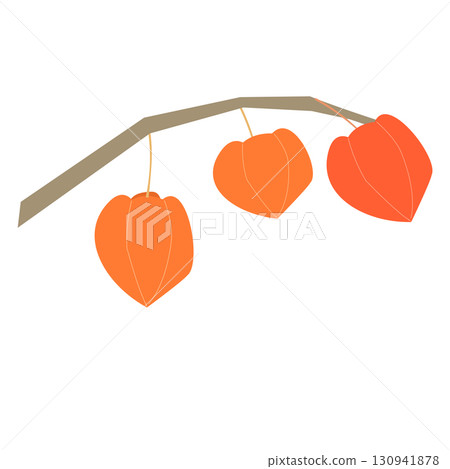 酸漿果實的插圖 130941878