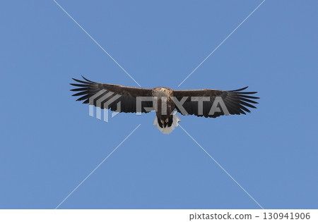 A white-tailed eagle flying overhead A white-tailed eagle flying overhead 130941906